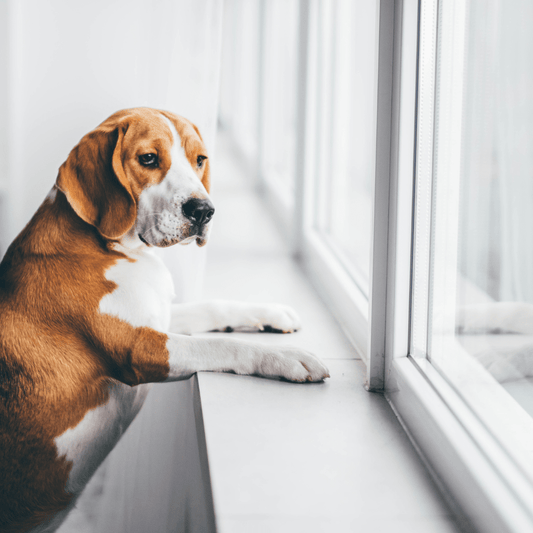 It’s back-to-school time for you and your family. What does that mean for your dog?
