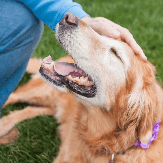 Why is my dog losing muscle?
