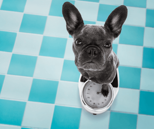 How To Prevent Muscle Loss in Your Pet During Weight Loss Diets.