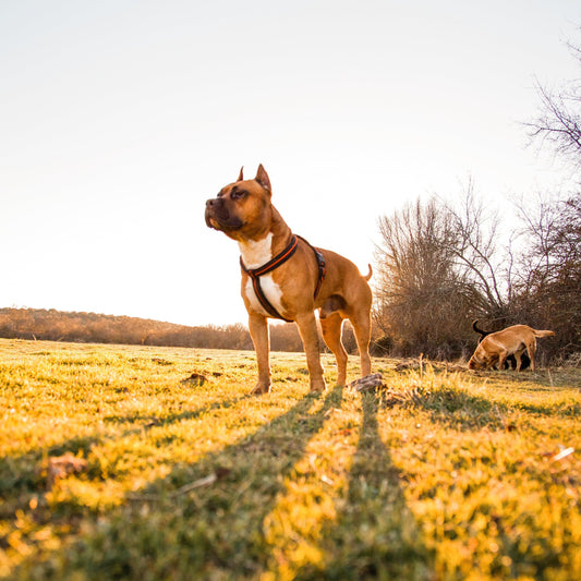 Top 5 Reasons for Making Your Dog’s Muscle Health a Priority.