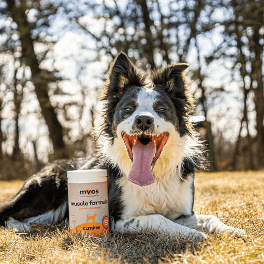 Unlocking the Secrets of Canine Health. The Vital Role Muscles Play in Strong Joint Health.