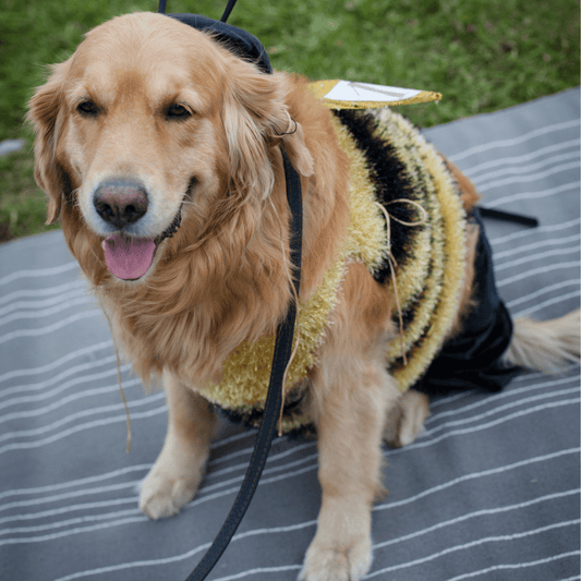 Tips & Treats for a Safe Halloween