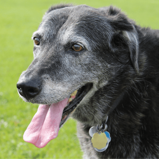 November is National Senior Pet Month