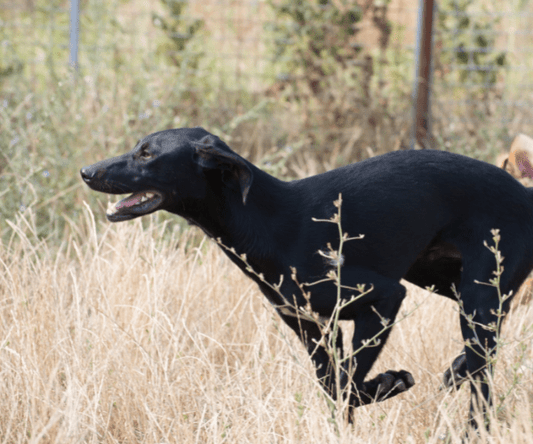 Keep Your Dog Active After Age 12