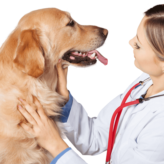 Pet Cancer: What Can Dog Owners Do for Prevention?