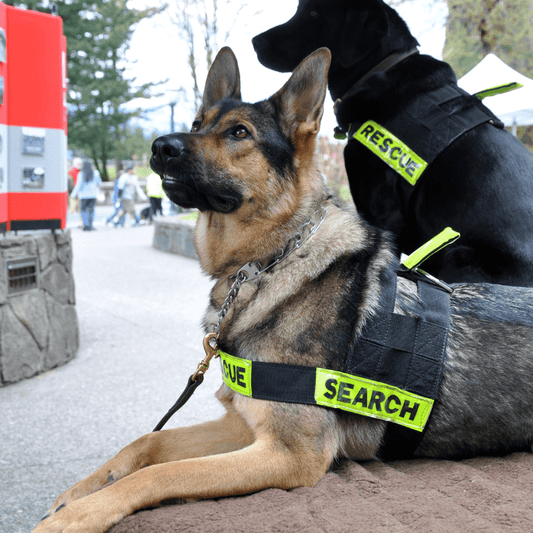 Working Dogs: Unleashing the Power and Intelligence