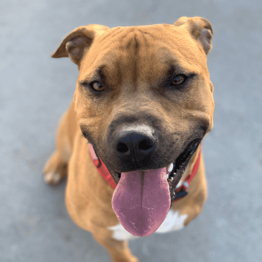 Triumph of the Tri-Paws: Celebrating the Resilience and Spirit of Tripod Dogs