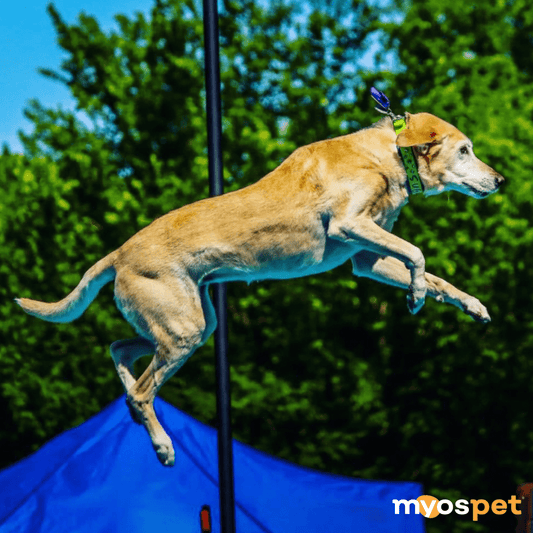 December 2022: MYOS Pet of the Month