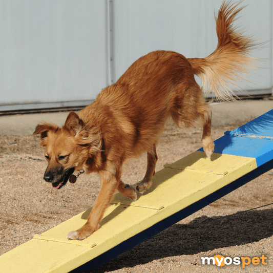Top 5 Sports for Your Dog