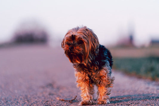 Caring For Pets During The Era of COVID-19 by Dr. Neerav D. Padliya, Ph.D.