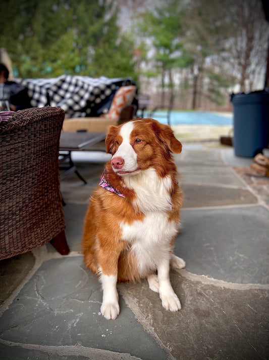 Celebrating National Rescue Dog Day