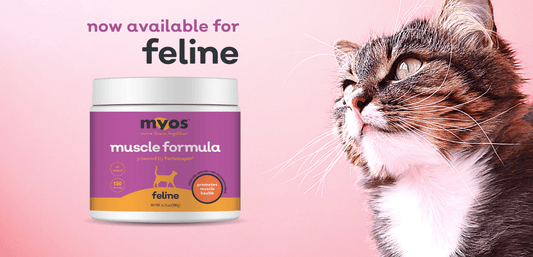 Exciting News For Our Feline Friends