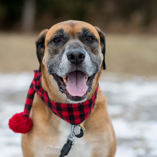 Recognizing and Understanding Behavior Changes in Your Senior Dog