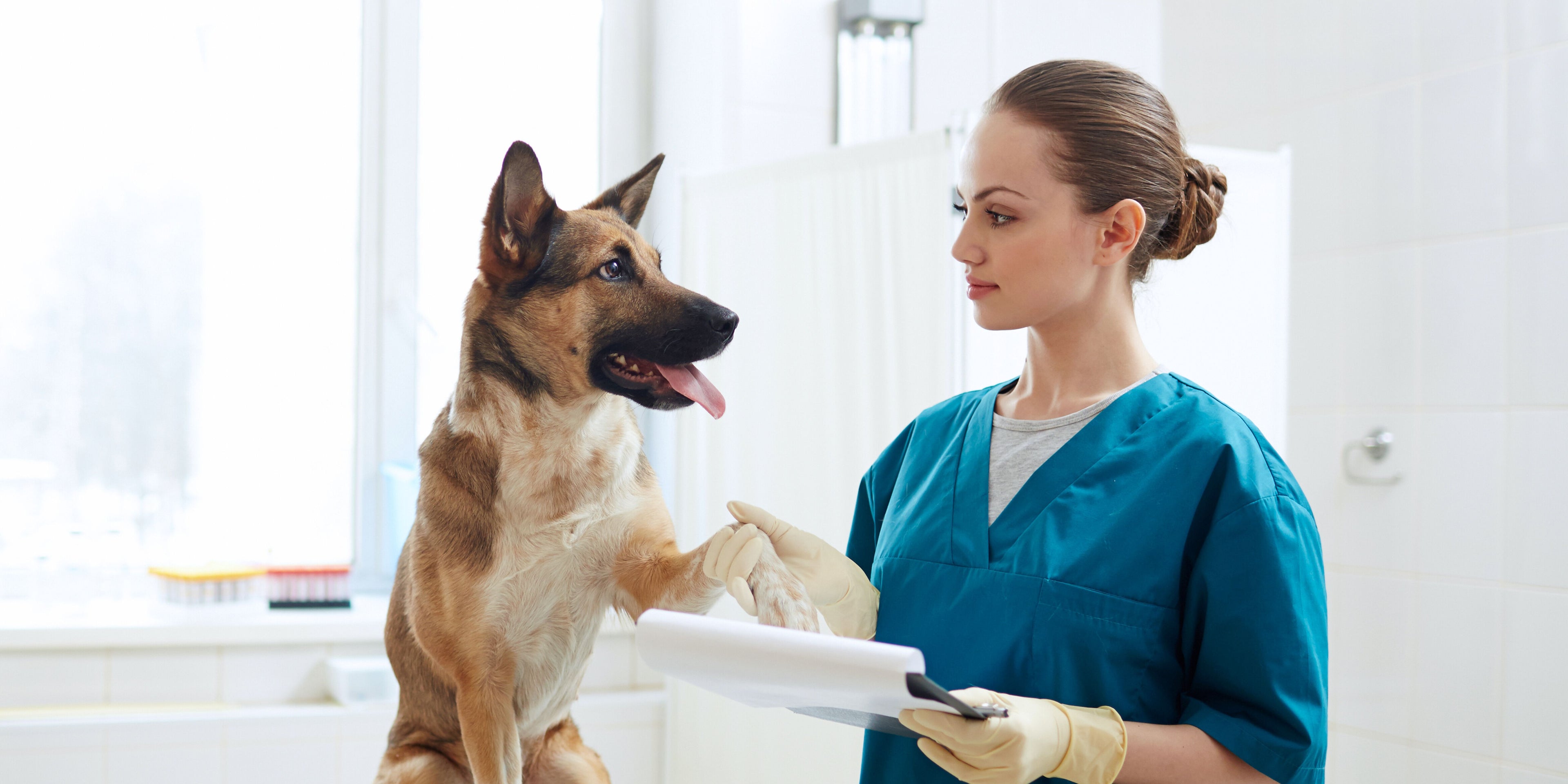 Copy of Vet graphic- landscape.jpg__PID:ef25f9b5-d4e6-44d5-98ce-56e9d5f3c60b