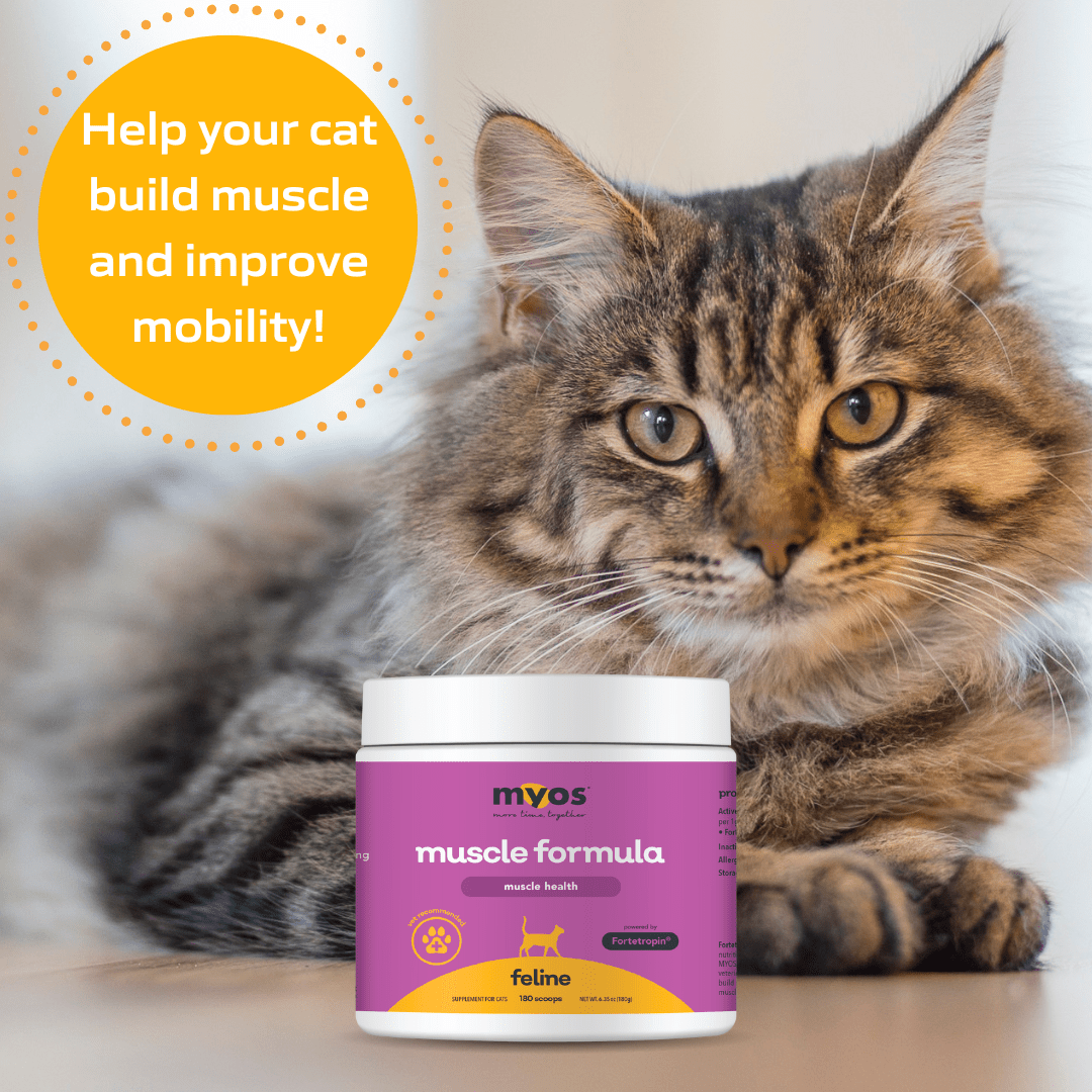 Feline Muscle Formula Cat Supplements Myos Pet