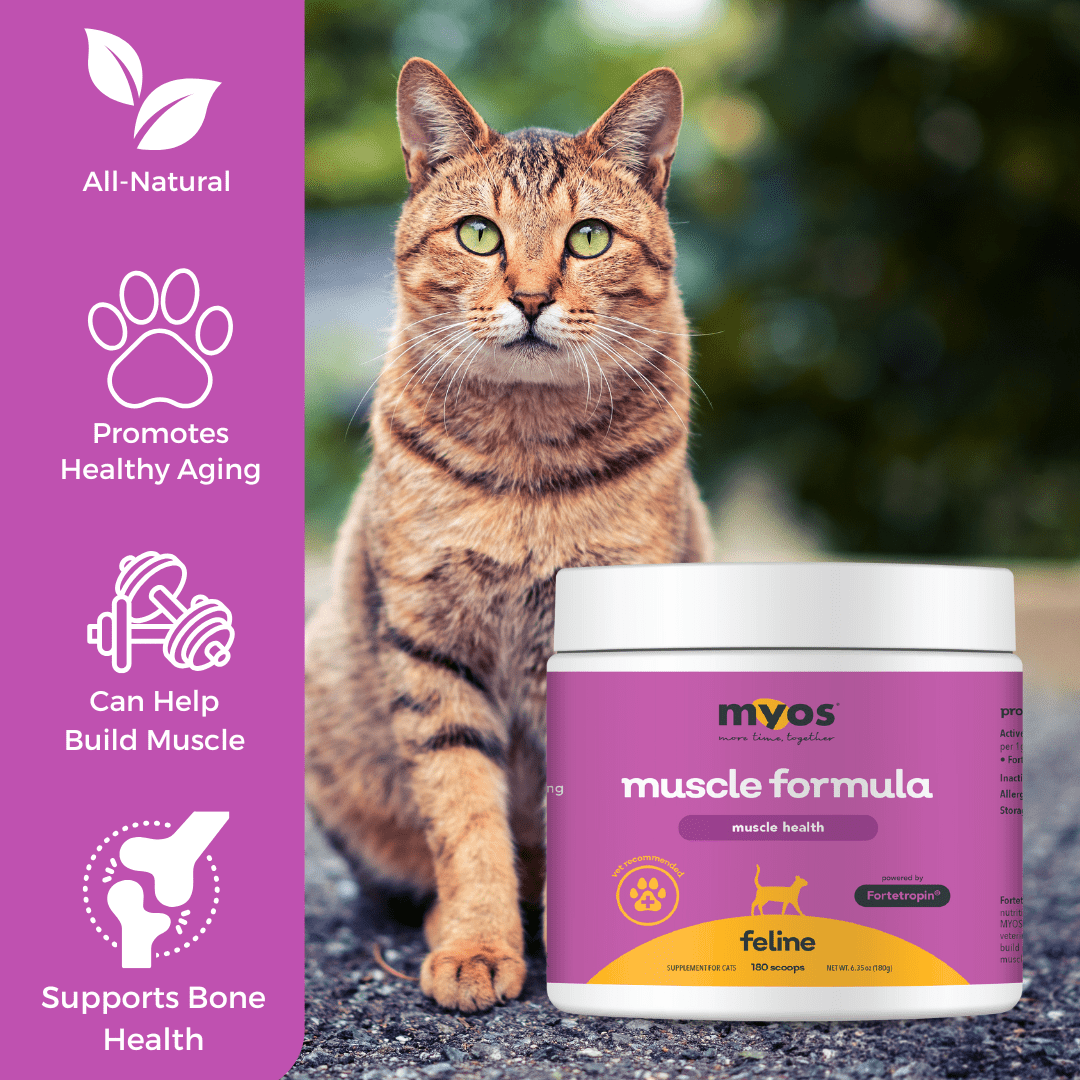 Feline Muscle Formula Cat Supplements Myos Pet