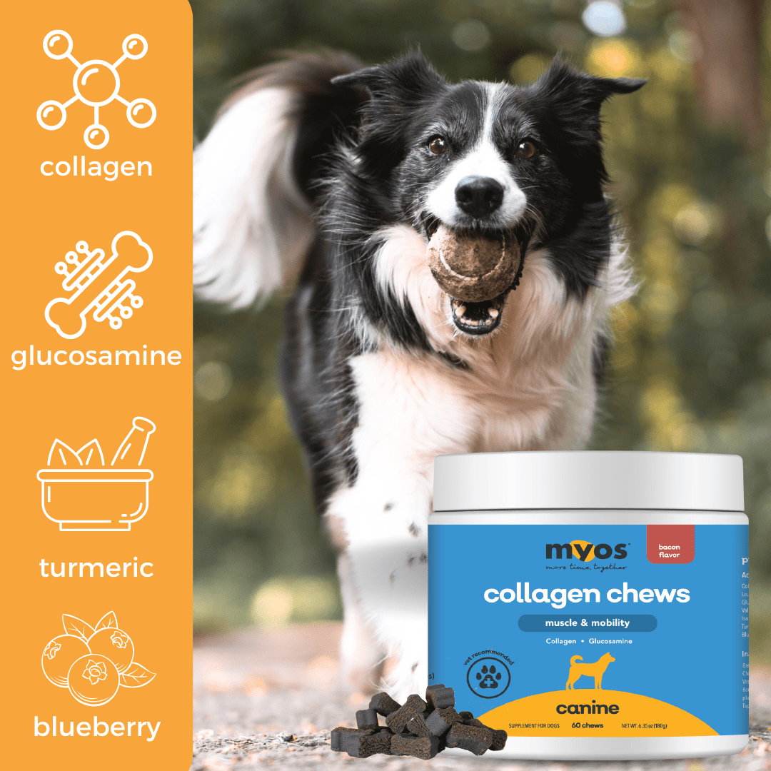 Canine Muscle & Mobility Collagen Chew Dog Supplements Myos Pet