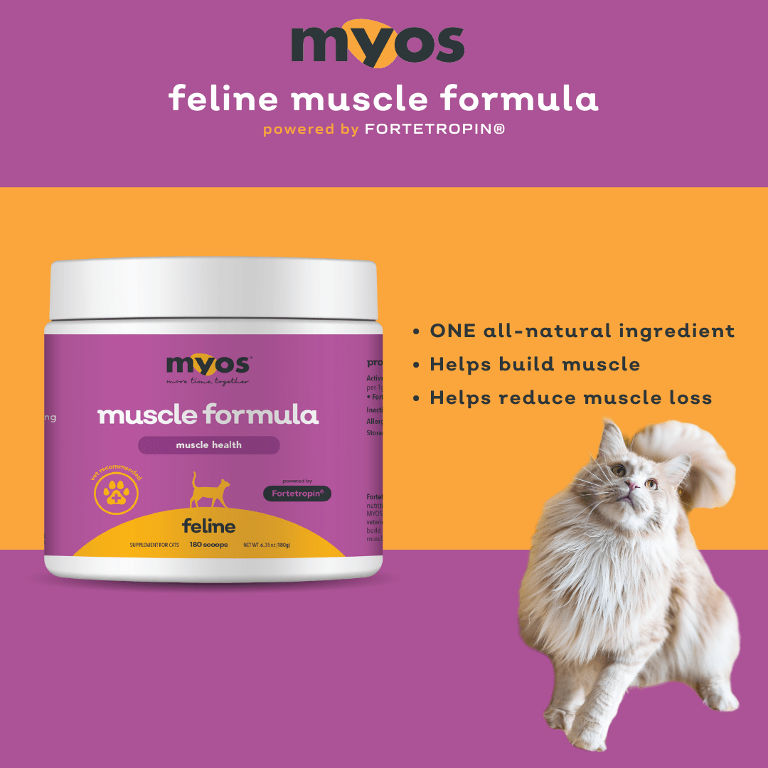 Feline Muscle Formula Cat Supplements Myos Pet