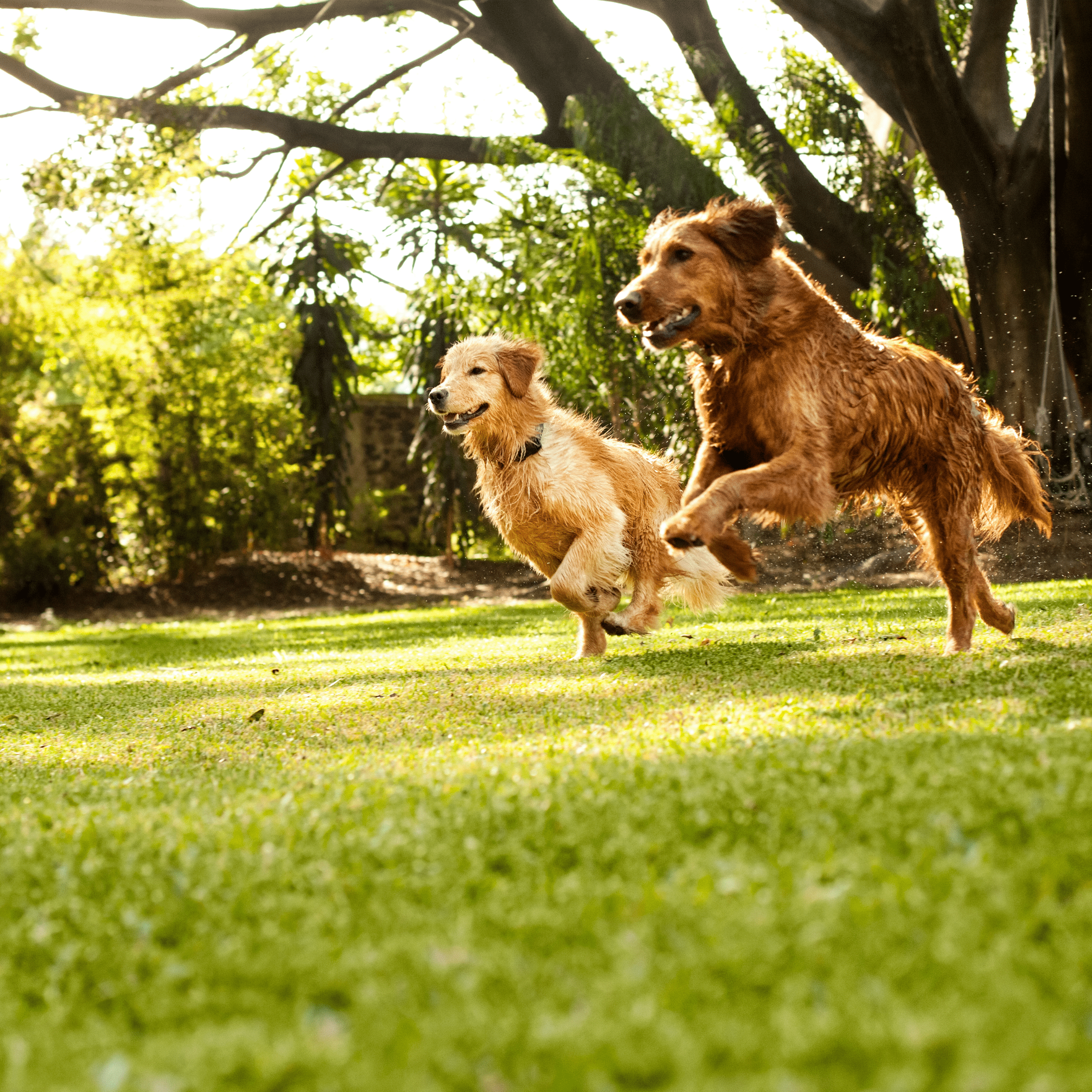 Exciting News: MYOS Pet Has Joined the PetIQ Family!
