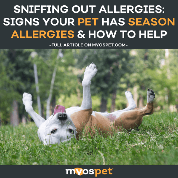 Sniffing Out Allergies: Signs Your Pet has Season Allergies & How to Help