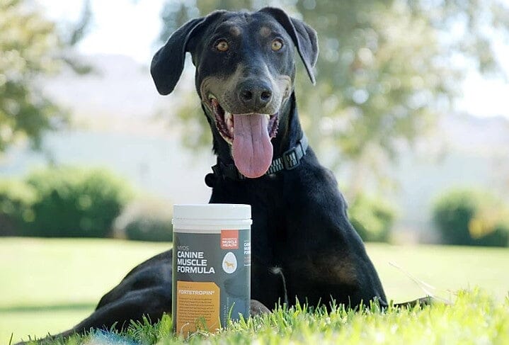 The Top 5 Superfoods That Will Keep Your Dog Healthy