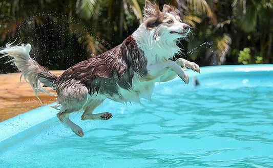 What To Do With Your Dog This Summer Based on Their Energy Level