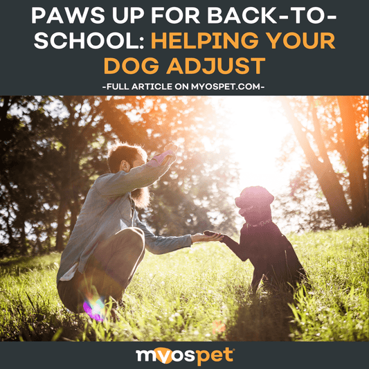 Paws Up for Back-to-School: Helping Your Dog Adjust