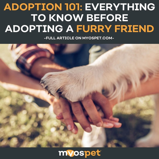 Adoption 101: Everything to Know Before Adopting a Furry Friend