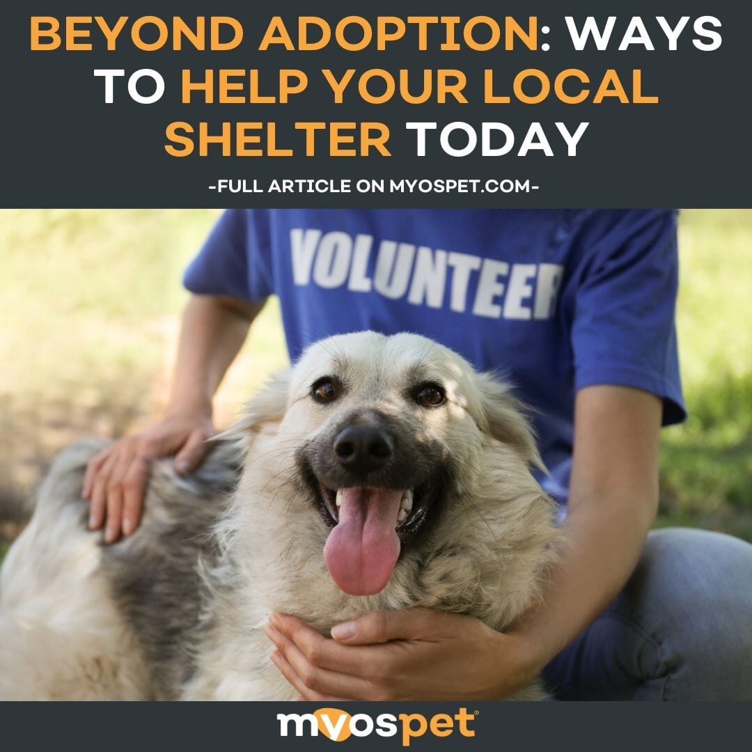 Adoption Help Beyond Adoption: Ways to Help Your Local Shelter Today – Myos Pet
