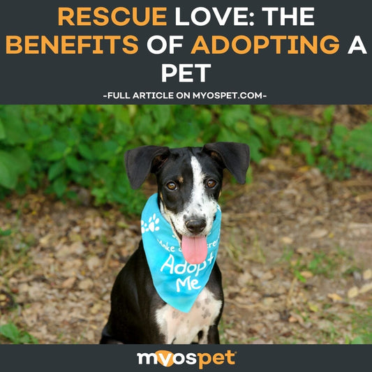 Rescue Love: The Benefits of Adopting a Pet