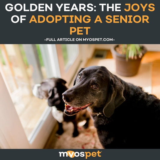 Golden Years: The Joys of Adopting a Senior Pet