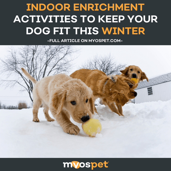 Cognitive Enrichment Activities to Keep Your Dog Fit this Winter
