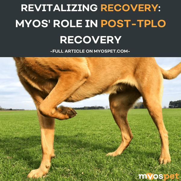 Revitalizing Recovery: How MYOS Canine Muscle Formula Can Help Aid Dogs Post-TPLO Surgery