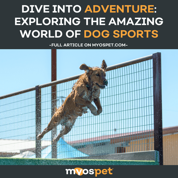 Dive Into Adventure: Exploring the Amazing World of Dog Sports!