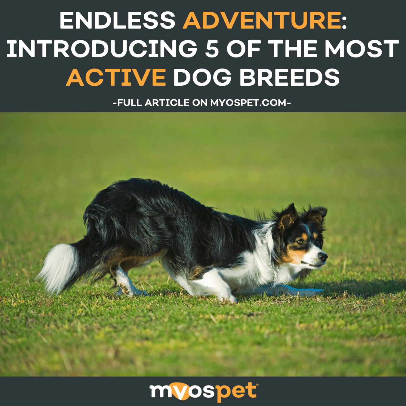 Moderately Active Dogs Endless Adventure: Introducing 5 of the Most Active Dog Breeds – Myos Pet