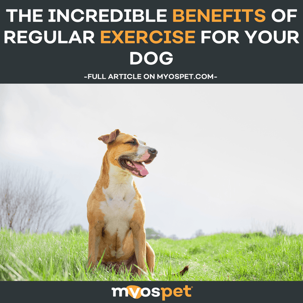 The Incredible Benefits of Regular Exercise for Your Dog