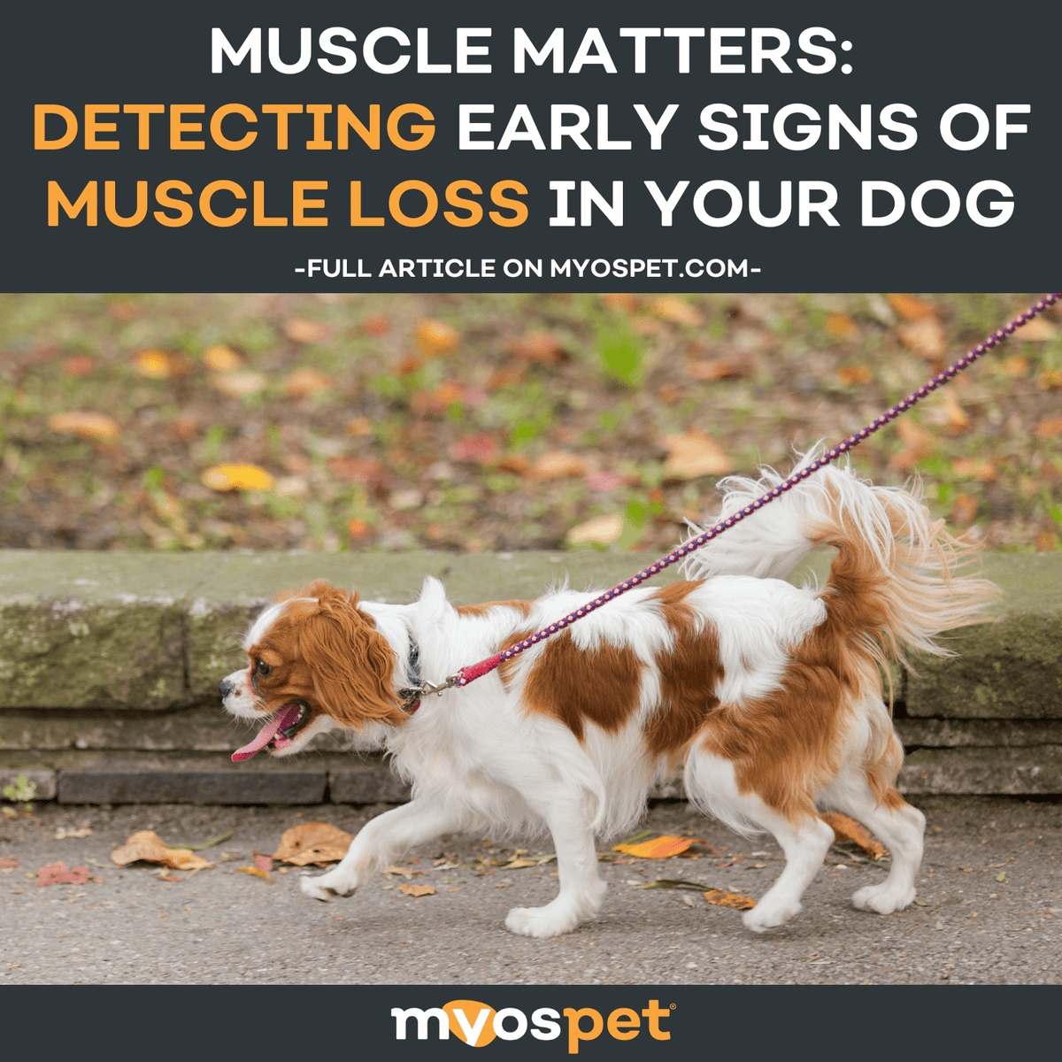 Muscle Matters: Detecting Early Signs of Muscle Loss in Your Dog – Myos Pet