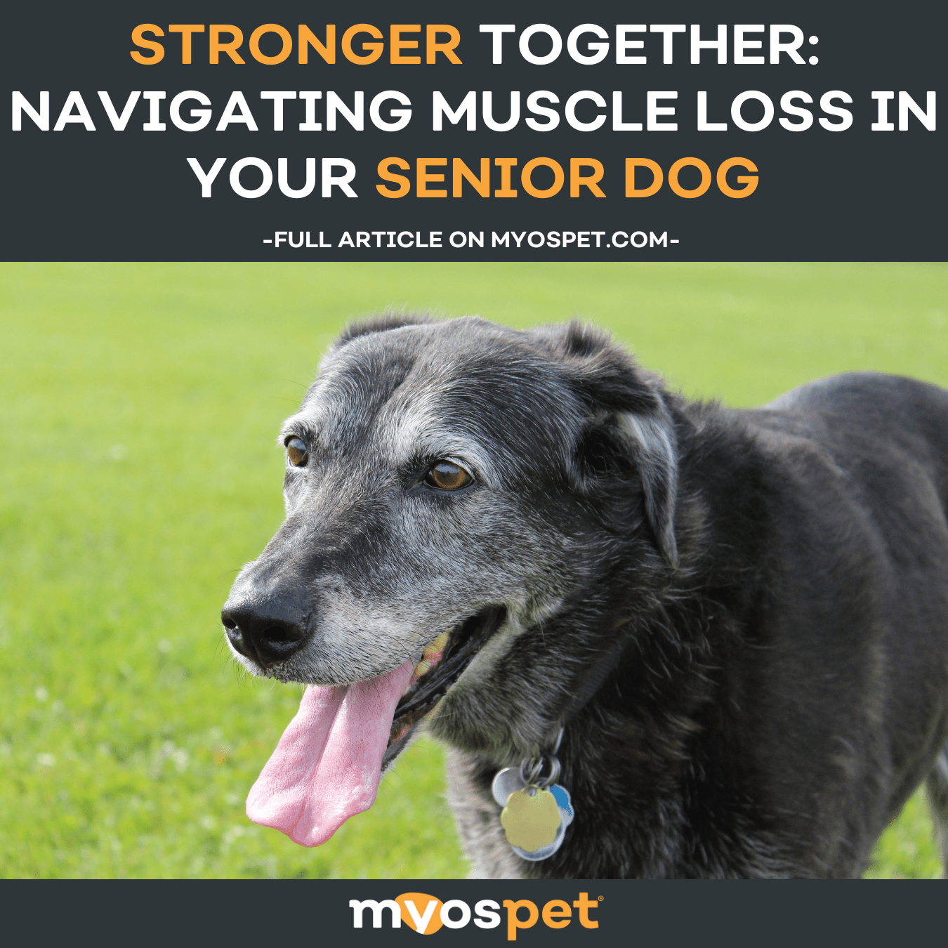 Stronger Together: Navigating Muscle Loss in Your Senior Dog