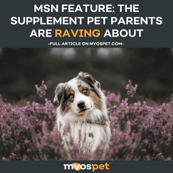 MYOS Pet in the Spotlight: Featured in MSN's Latest Article, 'The Supplement Pet Parents Are Raving About'
