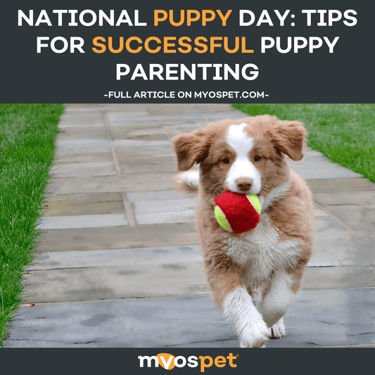 National Puppy Day: Tips for Successful Puppy Parenting