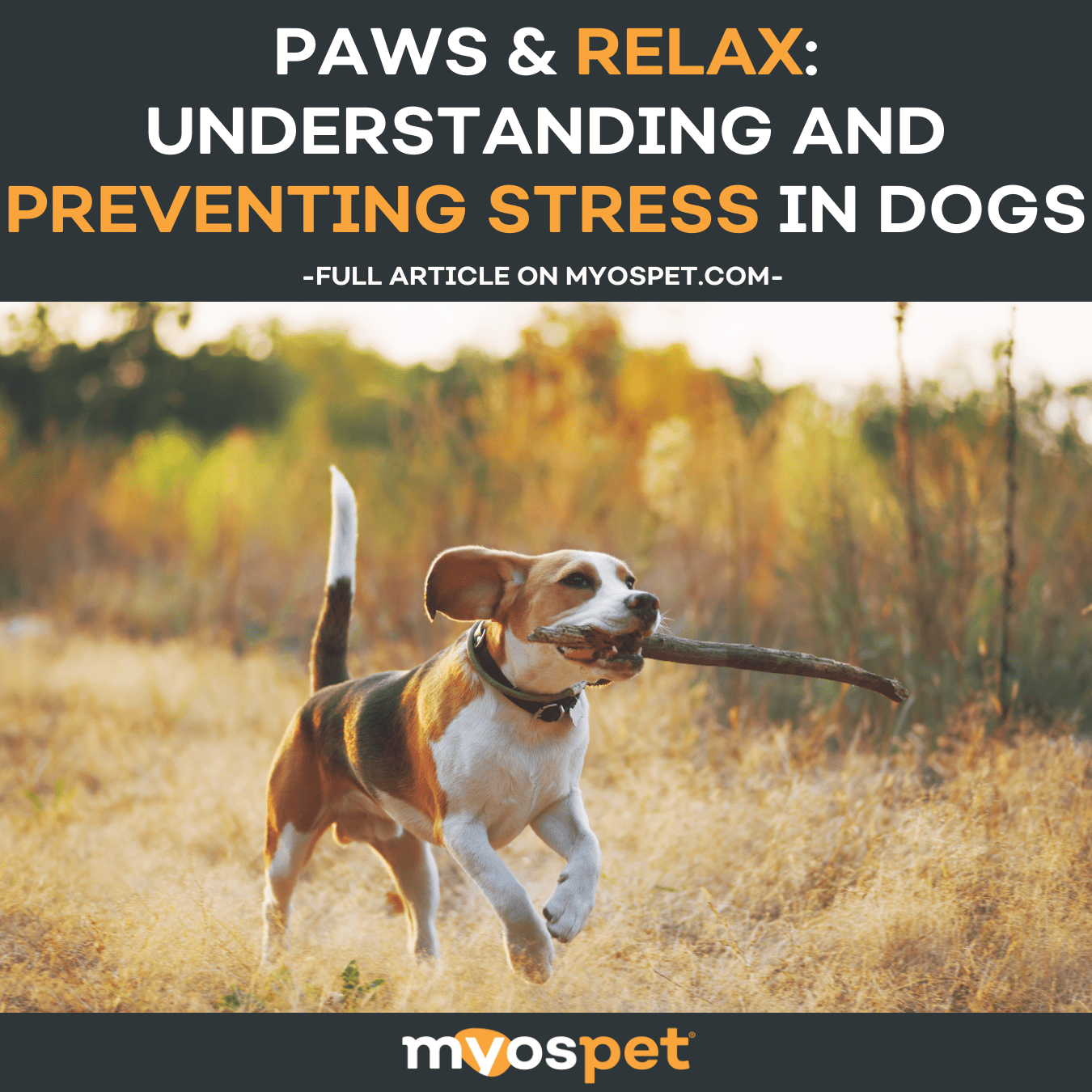 Paws For Understanding Paws & Relax: Understanding and Preventing Stress in Dogs – Myos Pet