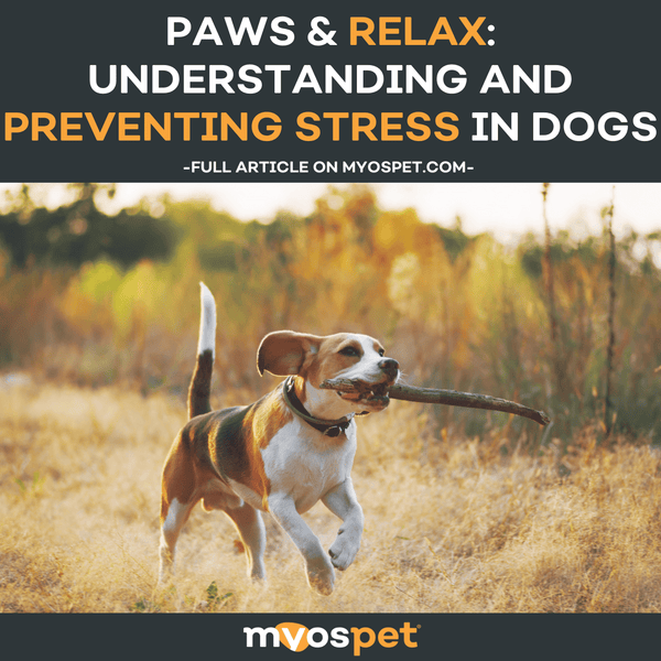 Paws & Relax: Understanding and Preventing Stress in Dogs