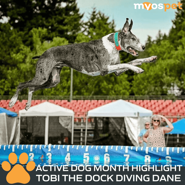 Active Dog Month Highlight: Tobi the Dock Diving Dane