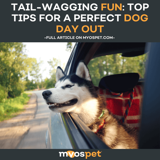 Tail-Wagging Fun: Top Tips for a Perfect Dog Day Out