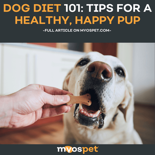 Dog Diet 101: Tips for a Healthy, Happy Pup