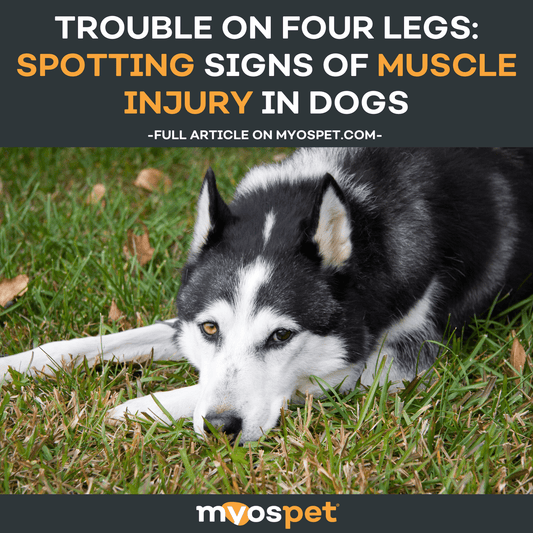 Trouble on Four Legs: Spotting Signs of Muscle Injury in Dogs