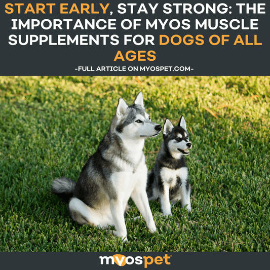 Start Early, Stay Strong: The Importance of MYOS Muscle Supplements for Dogs of All Ages
