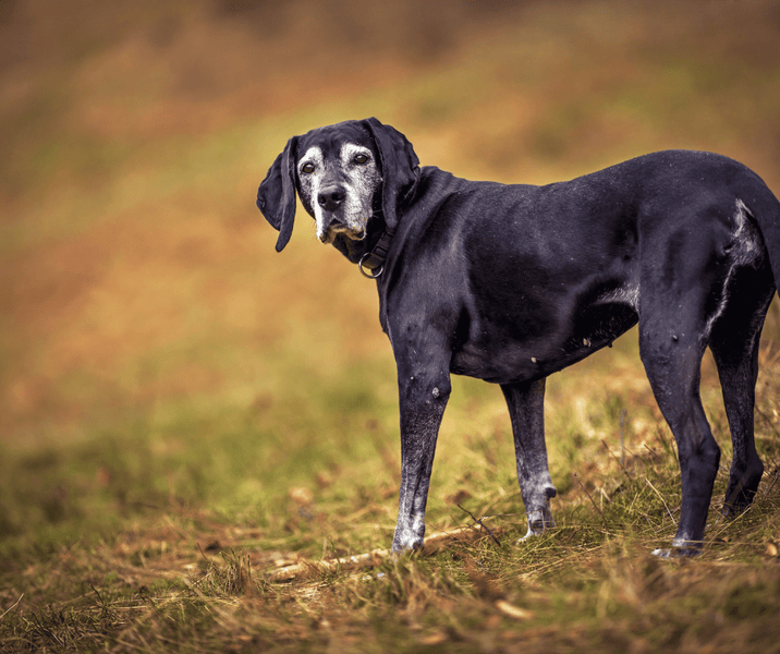 Improving Your Senior Dog's Mobility
