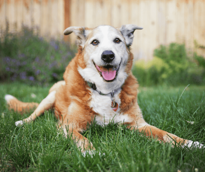 Signs That Your Dog May Be Losing Muscle