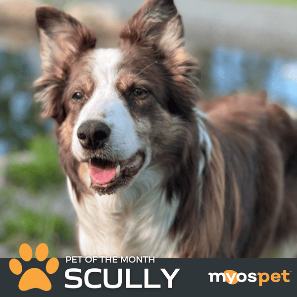 MYOS Pet of the Month: Scully